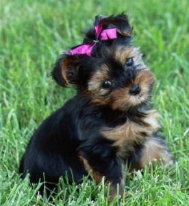 yorkshireterrier_bella.jpg